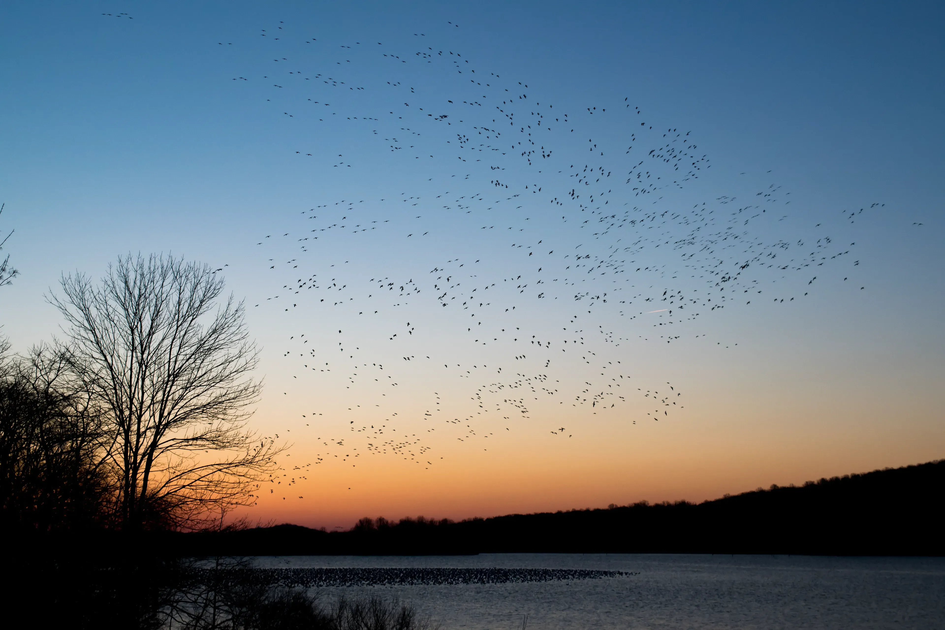 Bird strike: when wildlife meets aviation